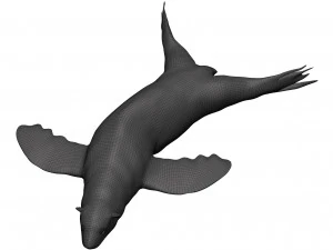 Sea lion 3D Model