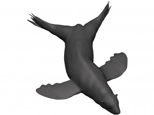 Sea lion 3D-Modell