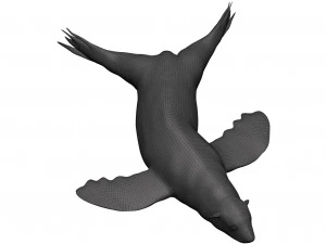 Sea lion 3D Model
