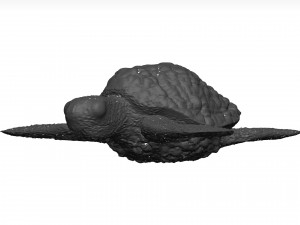 Sea turtle 3D Модель