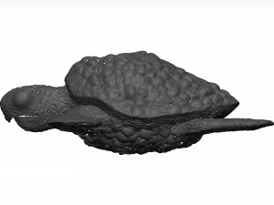 Sea turtle 3D Модель