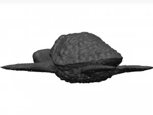 Sea turtle 3D Model