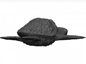 Sea turtle 3D Model