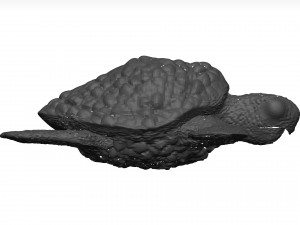Sea turtle 3D Модель