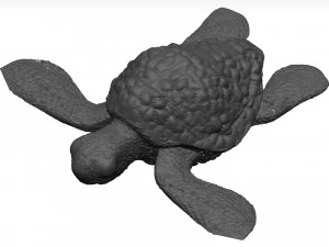 Sea turtle 3D Model