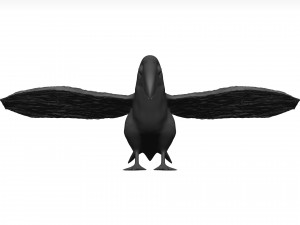 Toco tolucan 3D Model