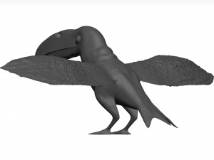 Toco tolucan 3D Model