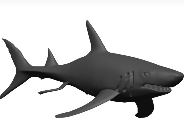White shark Model 3D .c4d .max .obj .3ds .fbx .stl .blend 