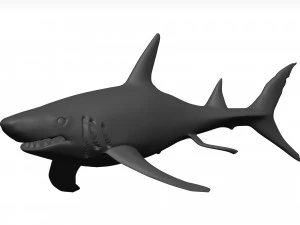 White shark 3D Model