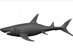 White shark 3D Model