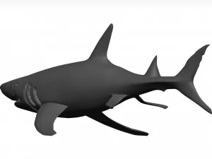 White shark 3D Model