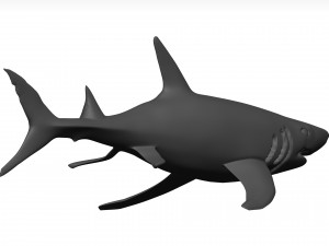 White shark Model 3D