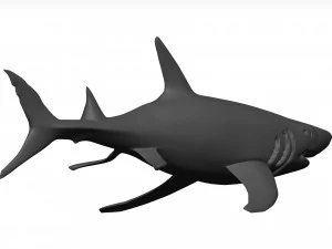 White shark 3D Model