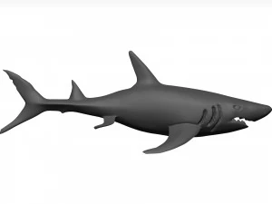 White shark 3D Model
