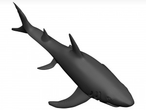 White shark Model 3D