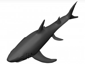 White shark Model 3D