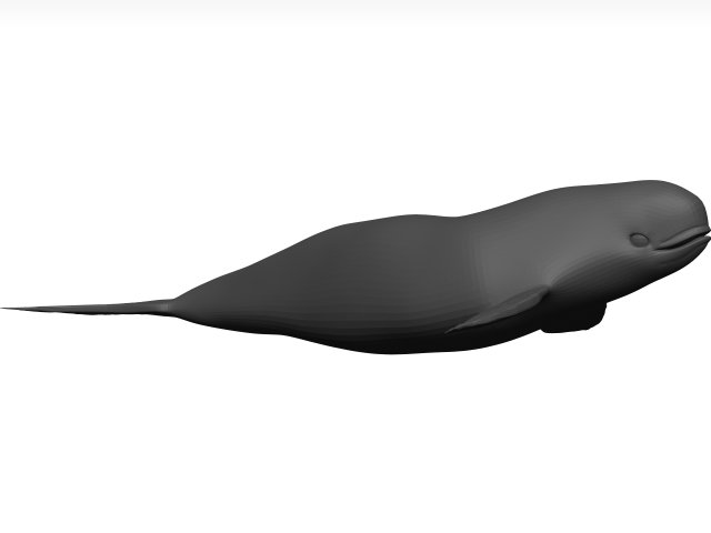 Whale 3D Model .c4d .max .obj .3ds .fbx .stl .blend 