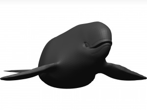 Whale 3D Model