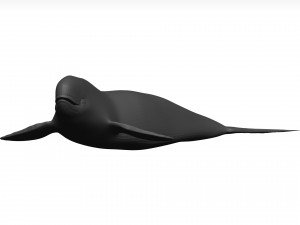 Whale 3D Model