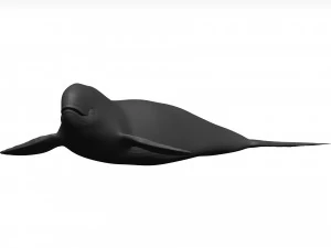 Whale 3D Model