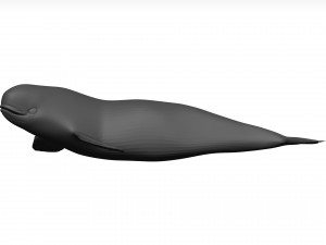 Whale 3D Model