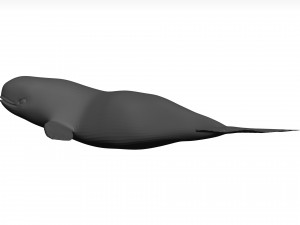 Whale 3D Model