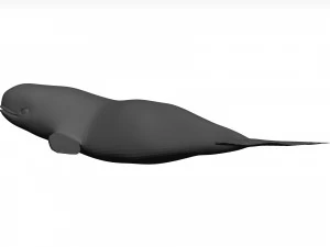 Whale 3D Model
