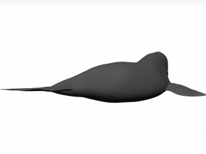 Whale 3D Model