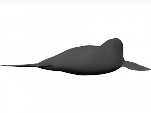 Whale 3D Model