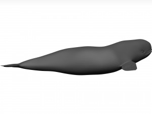 Whale 3D Model