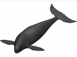 Whale 3D Model