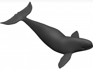 Whale 3D Model