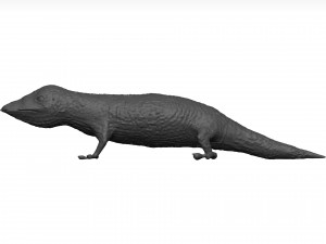 Gecko 3D Model