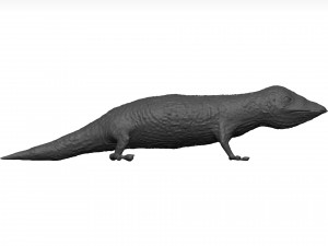 Gecko 3D Model