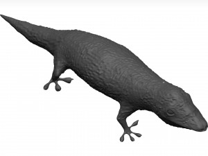 Gecko 3D Model