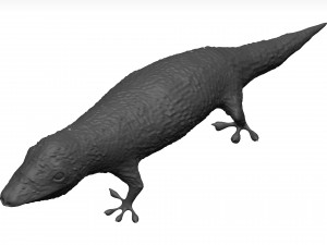 Gecko 3D Model