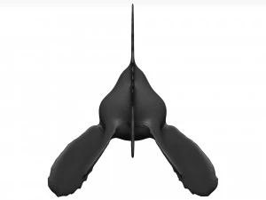 Goldfish 3D Model