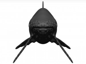 Humpback whale 3D Model