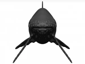 Humpback whale 3D Model