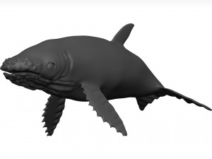 Humpback whale 3D Model