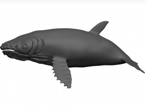 Humpback whale 3D Model