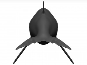 Humpback whale 3D Model