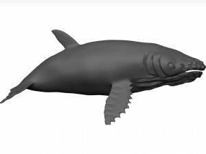 Humpback whale 3D Model