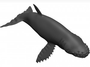 Humpback whale 3D Model