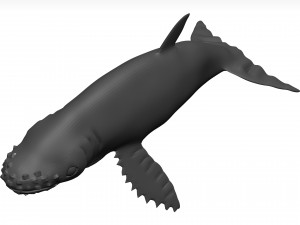 Humpback whale 3D Model