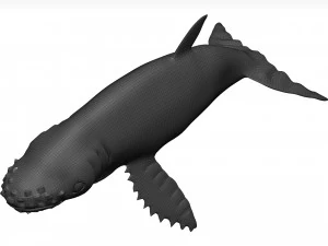Humpback whale 3D Model