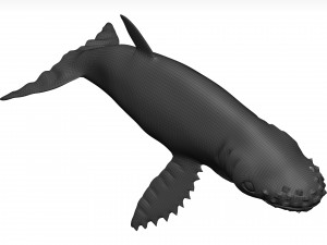 Humpback whale 3D Model