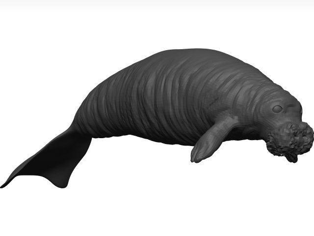 Manatee 3D-Modell .c4d .max .obj .3ds .fbx .stl .blend 