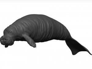 Manatee 3D-Modell
