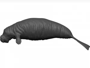 Manatee 3D Model
